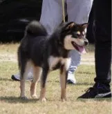 柴犬(標準サイズ)【岐阜県・女の子・2023年9月18日・赤】の写真5「父親の岐関乃天翔号　この秋若1で展覧会デビュー石川展1席👍」