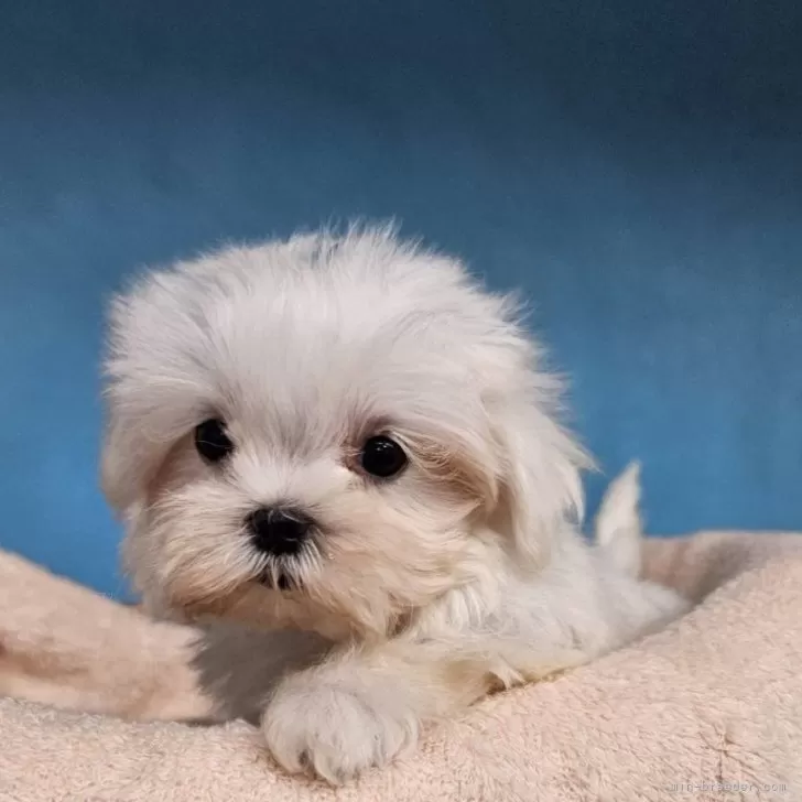 ID:2505-03949の子犬