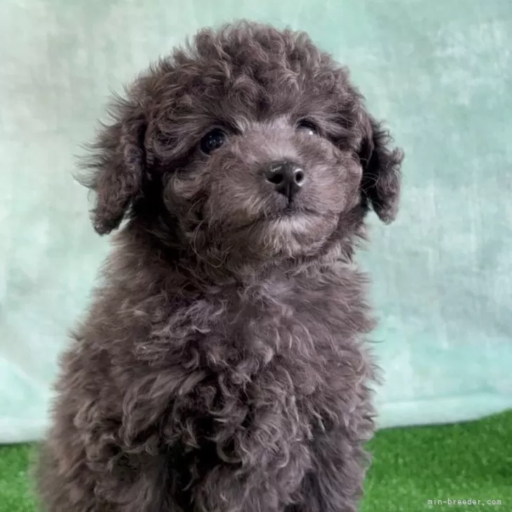 ID:2412-04366の子犬