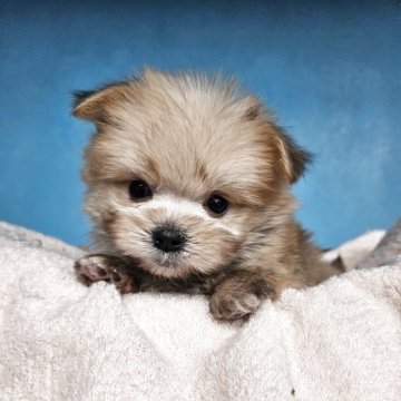 ポメマル(マルチーズ×ポメラニアン)【東京都・男の子・2025年9月17日・オレンジセーブル】の写真「色の明るい男のこ🧡」