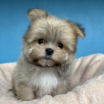 ポメマル(マルチーズ×ポメラニアン)【東京都・男の子・2025年9月17日・オレンジセーブル】の写真「しろたびはいてる男の子💚」