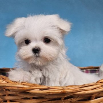 マルチーズ【東京都・女の子・2025年10月1日・ホワイト】の写真「お鼻短い可愛い女の子🩷」