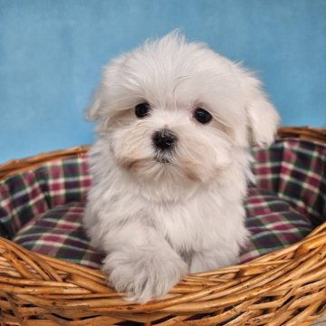マルチーズ【東京都・男の子・2025年10月1日・ホワイト】の写真「かっわいい男の子💜」