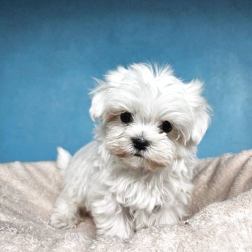 マルチーズ【東京都・女の子・2025年9月20日・ホワイト】の写真「パパが台湾血統のはいってる女の子💜」