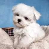 マルチーズ