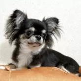 チワワ(ロング)