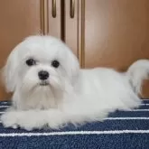 マルチーズ【東京都・女の子・2025年10月1日・ホワイト】の写真2