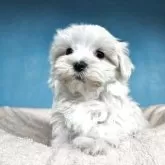 マルチーズ【東京都・男の子・2025年9月20日・ホワイト】の写真2
