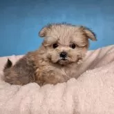 ポメマル(マルチーズ×ポメラニアン)【東京都・女の子・2025年9月17日・オレンジセーブル】の写真3