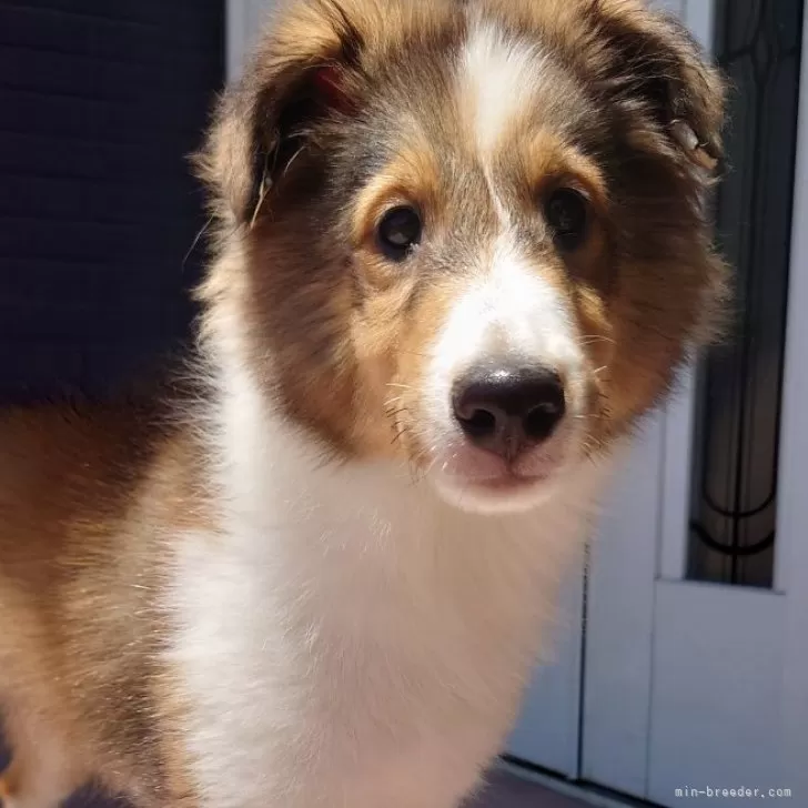 ID:2505-00540の子犬