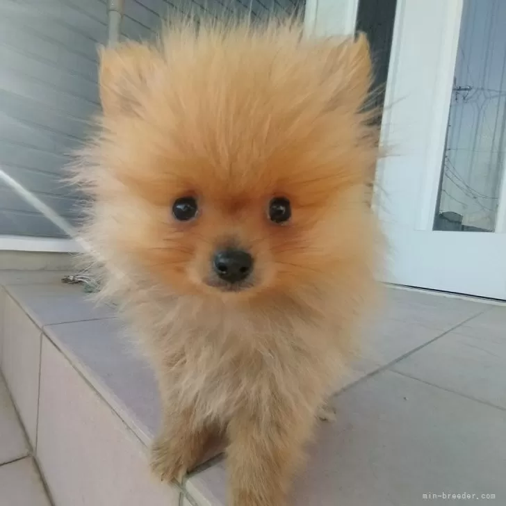 ID：2412-07026の子犬