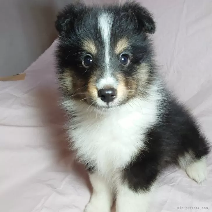 ベティパパ 様のお迎えした子犬