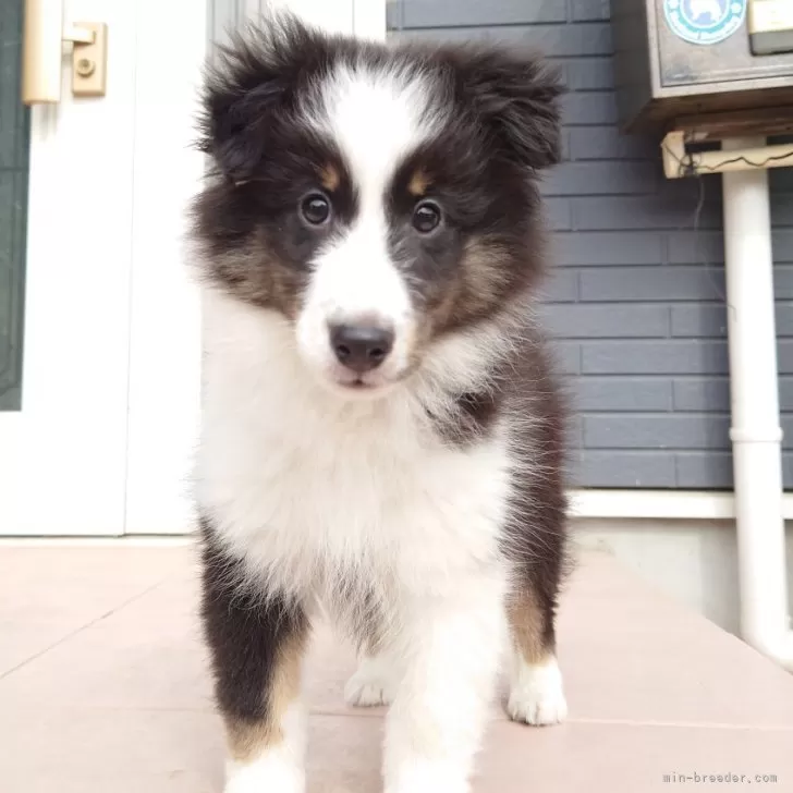 シェットランドシープドッグ【静岡県・女の子・2025年8月5日・トライ】の写真1「ボーダーコリーじゃないよ！」