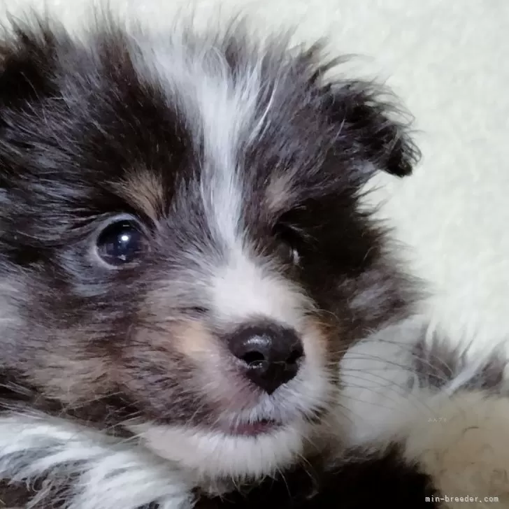 ID：2501-04534の子犬