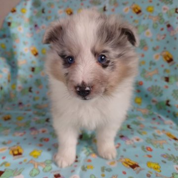 シェットランドシープドッグ【静岡県・男の子・2025年10月31日・ブルーマール】の写真「綺麗な男の子。お渡しの頃には超イケメンになります。」