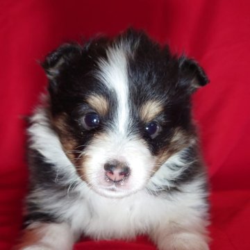 シェットランドシープドッグ【静岡県・男の子・2025年10月31日・トライ】の写真「小さめ予想！お顔が自慢。」