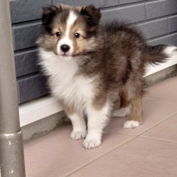 シェットランドシープドッグ【静岡県・男の子・2025年9月17日・セーブル&ホワイト】の写真「生後50日1.5kg大きくならなそうです。」