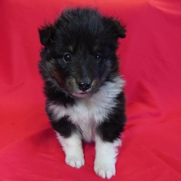 シェットランドシープドッグ【静岡県・女の子・2025年10月31日・バイブラック】の写真「小熊注意！通報しないでくださいね。」