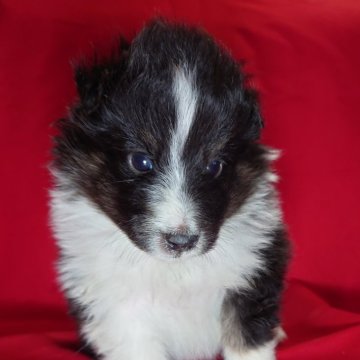 シェットランドシープドッグ【静岡県・男の子・2025年10月31日・バイブラック】の写真「お顔が自慢。カッコいい！」