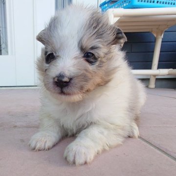 シェットランドシープドッグ【静岡県・男の子・2025年10月31日・ブルーマール】の写真「小さめでカワイイ！お渡しは来年になります。」