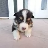 シェットランドシープドッグ