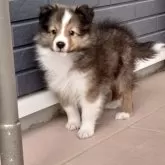 シェットランドシープドッグ