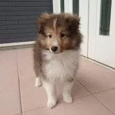 シェットランドシープドッグ
