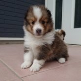 シェットランドシープドッグ