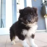 シェットランドシープドッグ