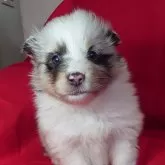 シェットランドシープドッグ