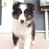 シェットランドシープドッグ