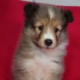 シェットランドシープドッグ