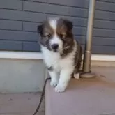 シェットランドシープドッグ