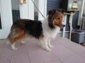 シェットランドシープドッグ【・女の子・2023年4月30日・セーブル&ホワイト】