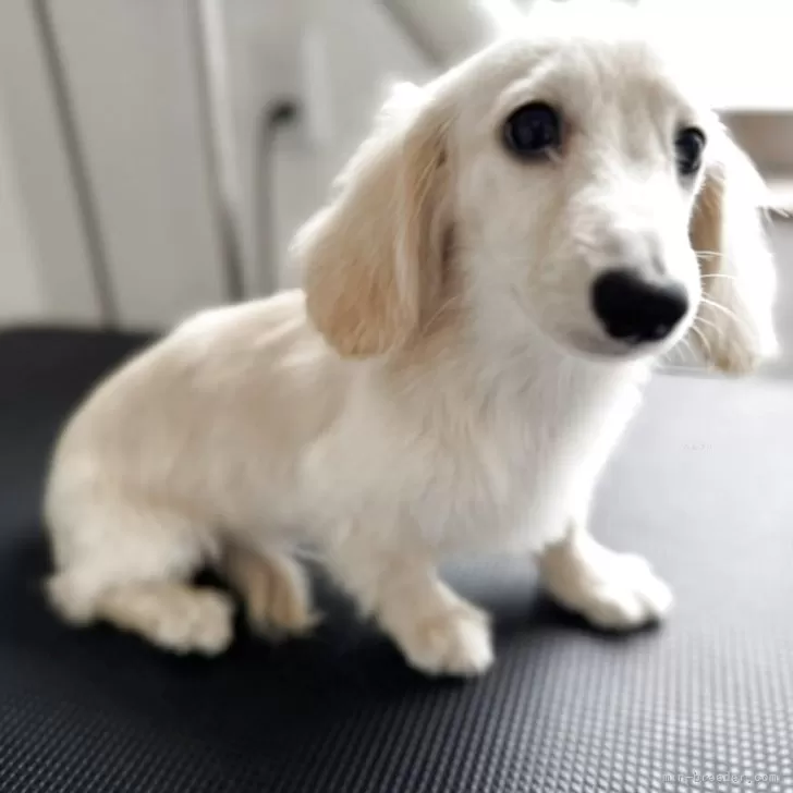 ID:2505-04630の子犬