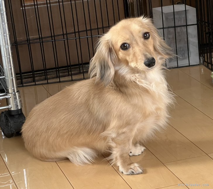 カニンヘンダックスフンド(ロング)【・女の子・2020年12月28日・シェーデッドレッド】