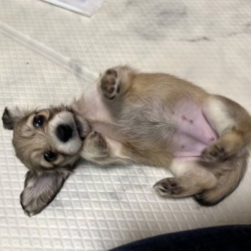 ミニチュアダックスフンド(ロング)【東京都・女の子・2023年6月2日・シェーデッドイエロー】の写真「人が大好き・しっぽがチャームポイント」