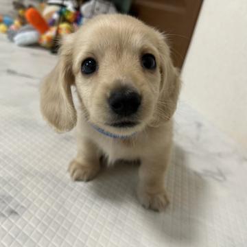 ミニチュアダックスフンド(ロング)【東京都・男の子・2022年10月13日・イエロー】の写真「甘えん坊なボクです」