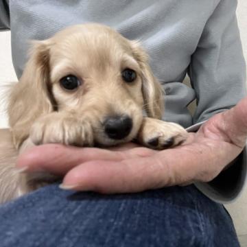 ミニチュアダックスフンド(ロング)【東京都・女の子・2022年10月13日・イエロー】の写真「見学後一緒に帰ることも可能です。」