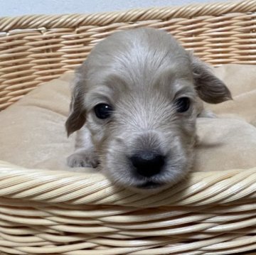 カニンヘンダックスフンド(ロング)【東京都・女の子・2022年12月19日・イエロー】の写真「しっかりした可愛い女の子です」