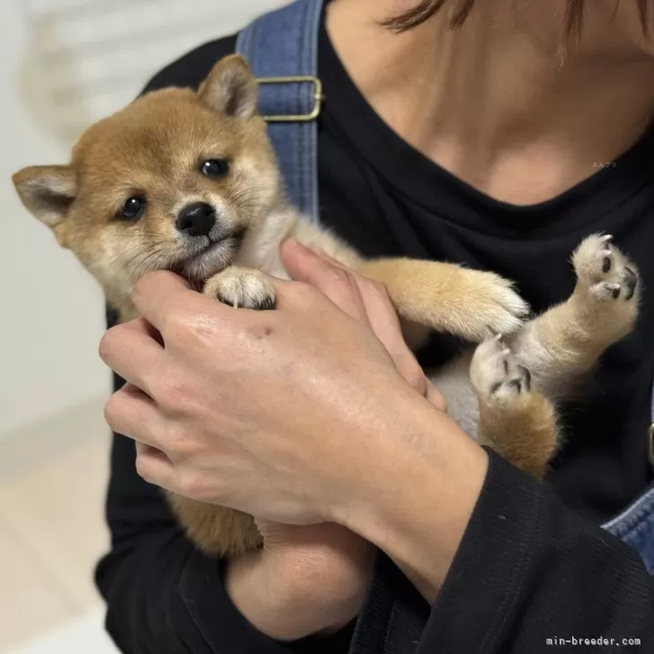 豆柴【香川県・男の子・2025年9月25日・赤】の写真1「お目めキュルルンです😍」