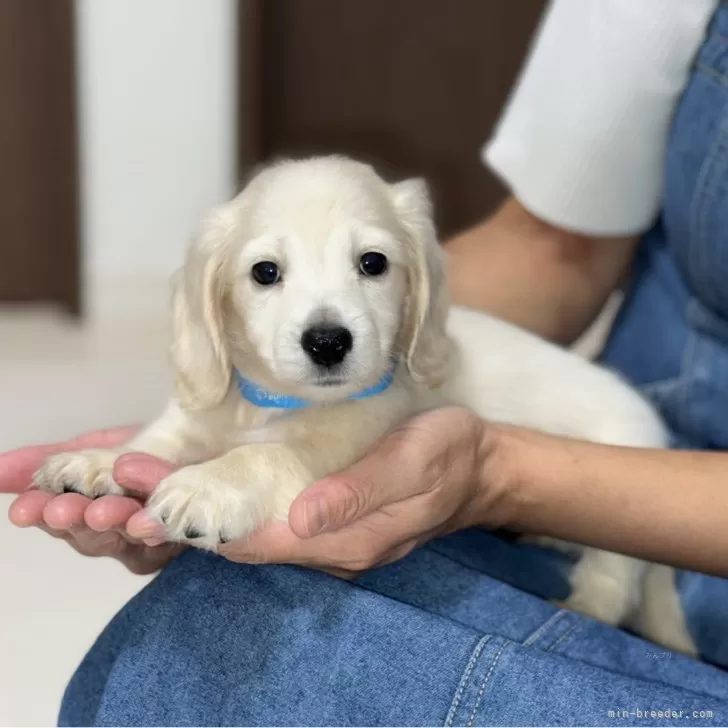 Y.T 様のお迎えした子犬