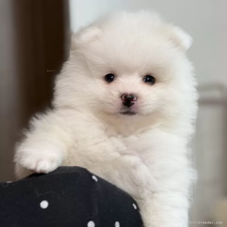 ID：2507-03440の子犬