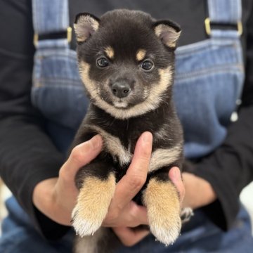 柴犬(豆柴)【香川県・男の子・2025年2月19日・黒】の写真「人懐っこい黒豆柴ちゃん😊」