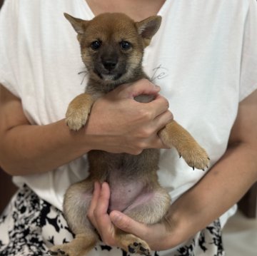 柴犬(豆柴)【香川県・女の子・2025年6月1日・赤】の写真「8/17まで✨夏休みキャンペーンお値引き中😊」