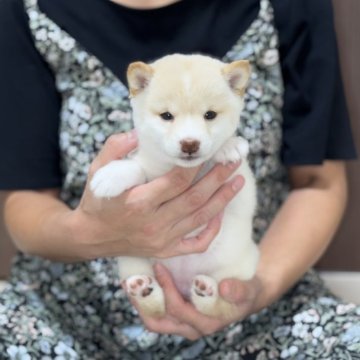 豆柴【香川県・女の子・2025年8月8日・白】の写真「背中にチャームポイントがあります☺️」