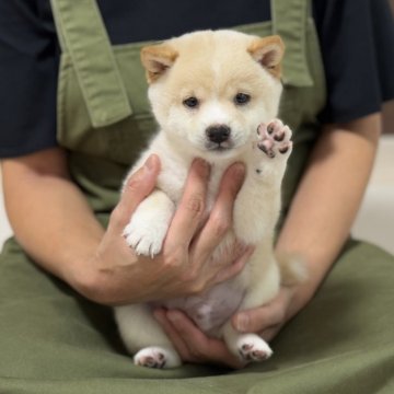 柴犬(豆柴)【香川県・男の子・2025年7月30日・白】の写真「甘えたほんわかクリーミーなお色の豆柴くん☺️」