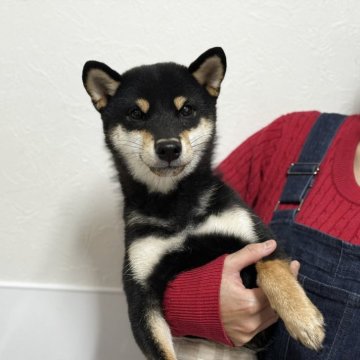 柴犬(豆柴)【香川県・男の子・2025年3月19日・黒】の写真「両親豆柴認定犬😊可愛い僕ちゃんです🩷」