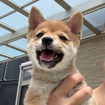 柴犬(豆柴)【香川県・女の子・2025年2月18日・赤】の写真「2回目ワクチン代も込みです😊お散歩行けますよ🐶」