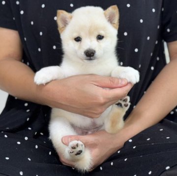 柴犬(豆柴)【香川県・女の子・2025年6月18日・白(淡赤)】の写真「夏休み🌻キャンペーン中🥰」